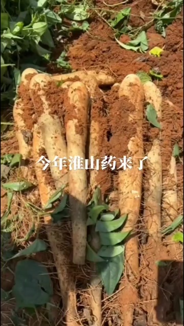 贺州山药