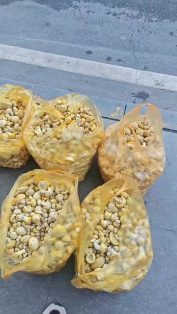 祁连县青海祁连黄蘑 新鲜食用菌类 直达全国