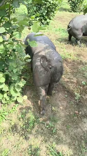 沈阳个人散养黑猪整头出售，有十五头，纯粮食喂养溜达猪，求老板带走