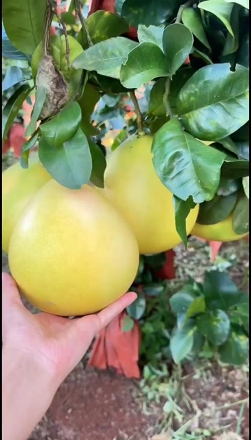 环江县广西三红蜜柚精品果