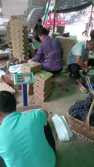 全州县广西桂林全州巨峰葡萄新鲜水果，自然成熟，软枝，甜度高，口感好