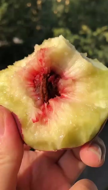 温岭市蜜桃树下小野桃小龙湾蜜桃纯甜蜜甜野桃山东潍坊露天离核皮薄肉糯