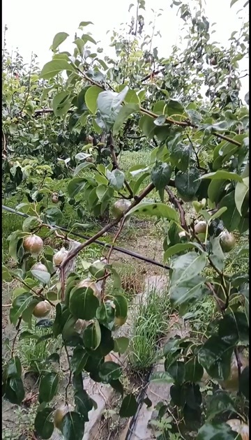 天津预售玉露香梨，1000斤以上批发