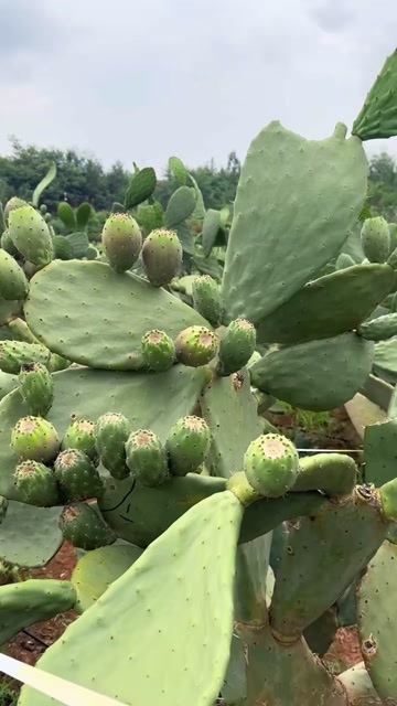 华坪县云钻仙人掌种植片