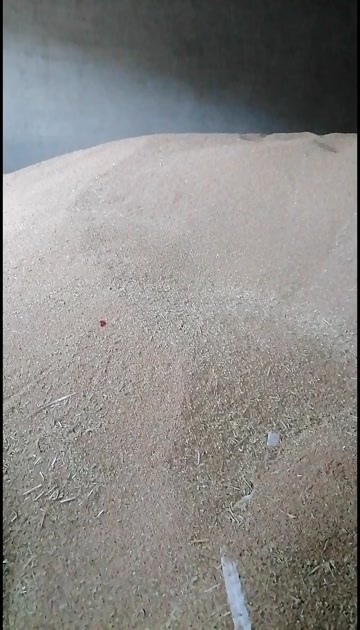 蠡县小麦