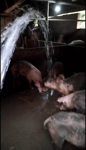 余干县江西上饶余干县吃熟食长大的土猪肉