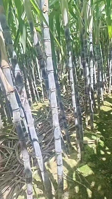 翁源县甘蔗