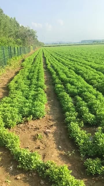 北京费菜（养心菜）