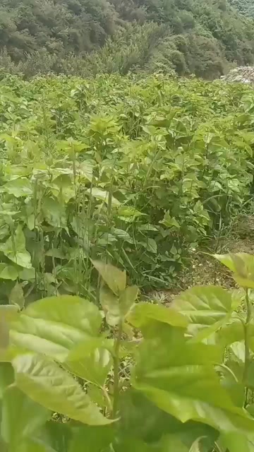 桑叶