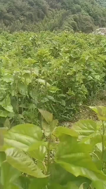 茂县桑叶