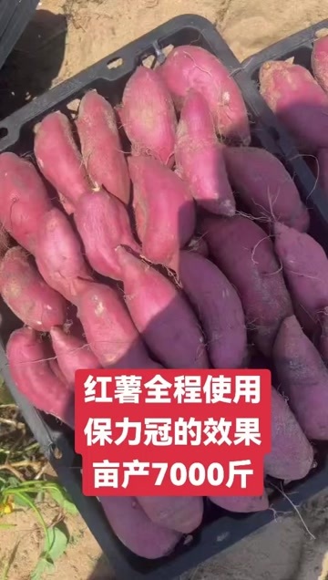万宁市海南沙地红薯，口感一流，物美价廉