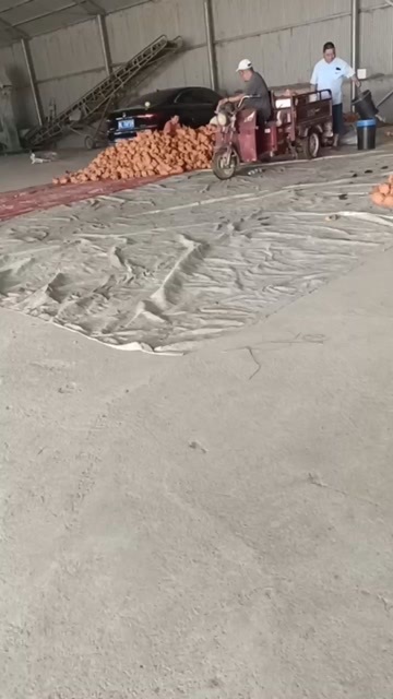 舞阳县脆甜秋月梨