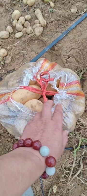 乌审旗土豆V7..实验一..玖恩11