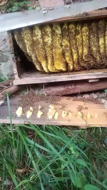 荆门蜂蜜