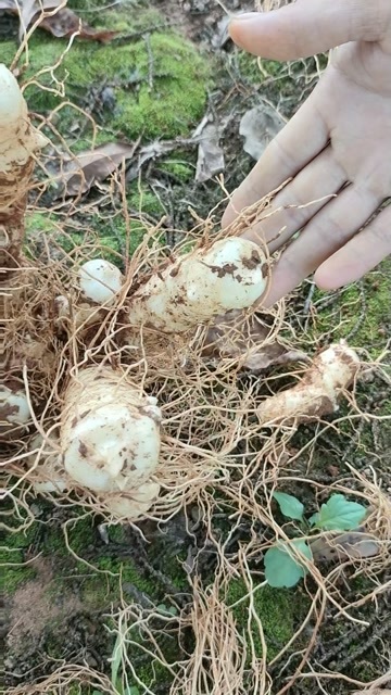 连州市农家自种玉竹（鲜货、优质切片）