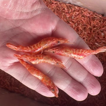 樱花虾干 地摊电商批发红虾烘干虾樱花虾干干虾河虾干