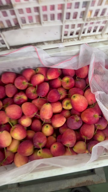 东北鸡心果，三斤五斤