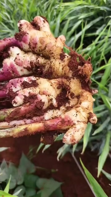 西畴县小黄姜