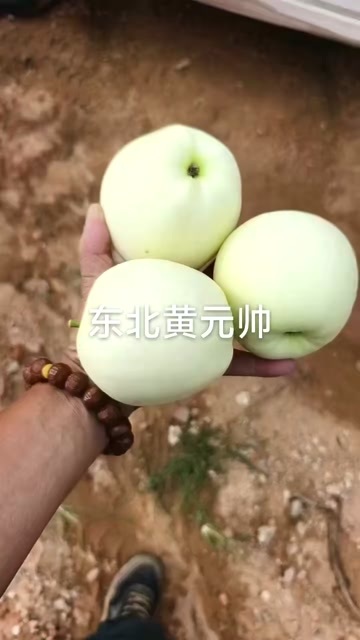 绥中县辽宁绥中黄元帅苹果---直发，黄金品质，诚招批发
