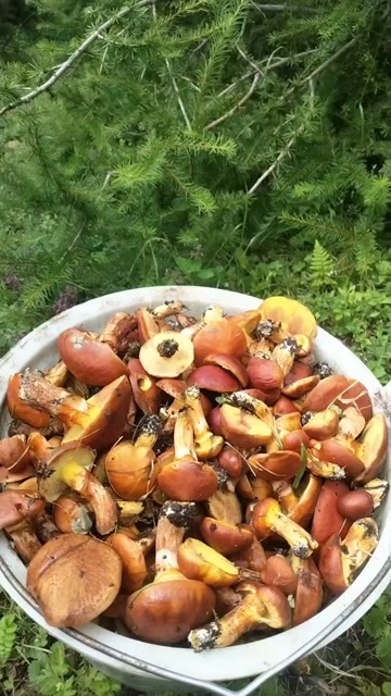 美姑县美味牛肝菌