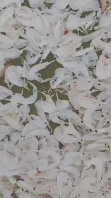 虾米