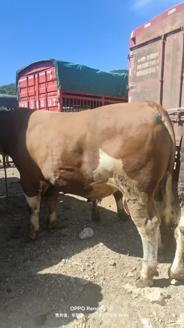 贵州威宁牛禽畜肉蛋活畜优质供应
