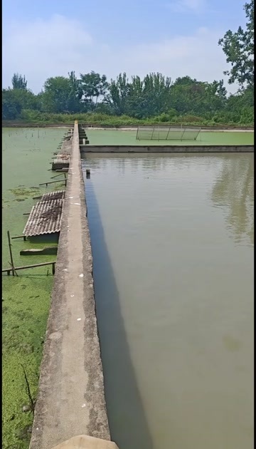固始县固始县优质鲜活水产生态养殖基地原产地批发零售3-4年老甲鱼