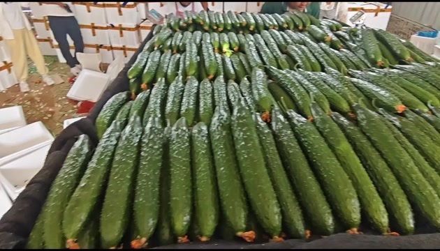 莘县精品密刺青瓜