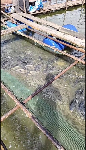 昆明建鲤