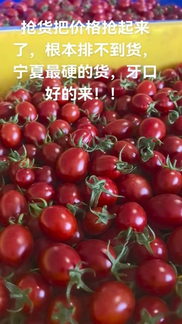 中宁县小番茄