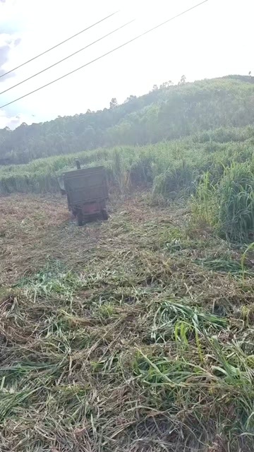 武宣县黄竹草青储