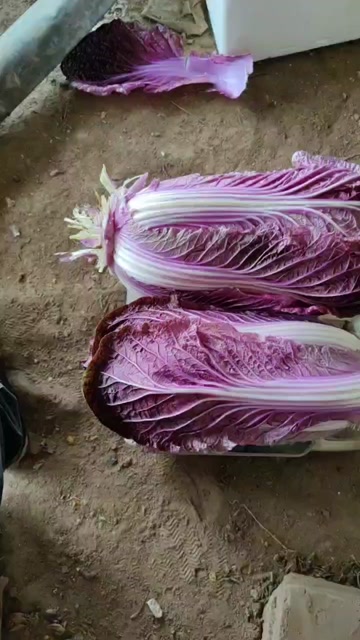 酒店蛋糕店烘培店饮品等摆盘各种装饰花草三色堇