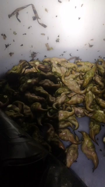 潜江市现摘现发，看货谈价。