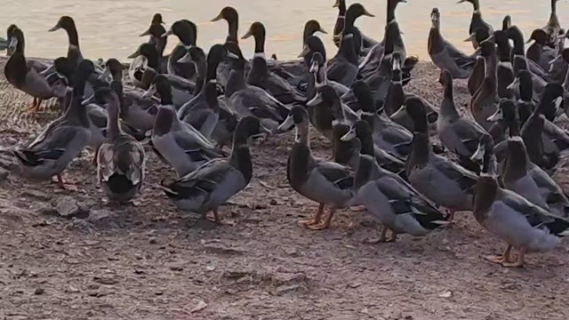 佛山广东佛山三水区鲜活水鸭禽肉产品