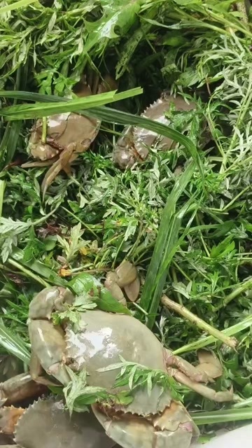 三门县三门青蟹自产自销