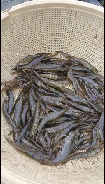 徐州鲜活对虾10一斤，二十斤起批！不包邮！