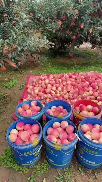 纸袋嘎啦苹果产地大量现货