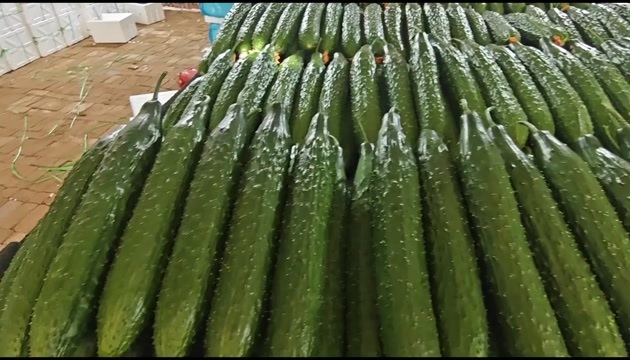 莘县精品密刺黄瓜，品质好，货量大，源头产区。
