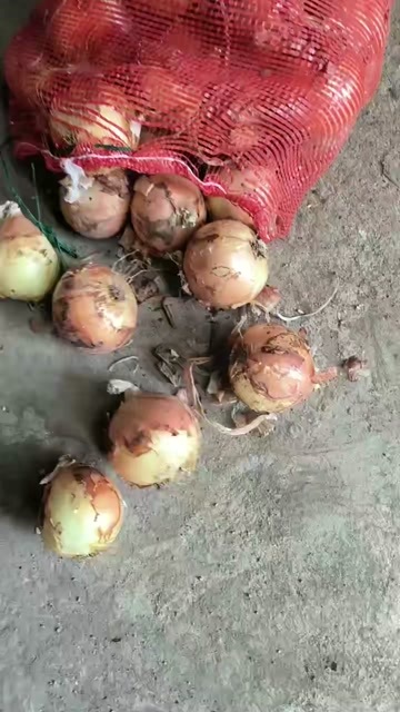 安丘市无药残黄皮洋葱
