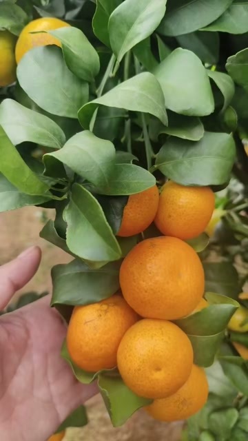 华宁县云南金秋砂糖橘提供电商，商超，社区团购，诚信代办，新品上市