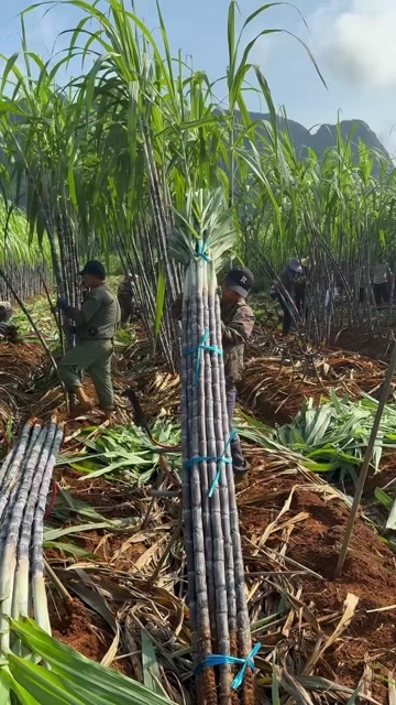 南阳河南南阳黑皮甘蔗新鲜水果热带甘蔗直供