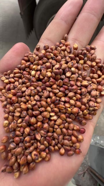 东北糯高粱 大颗粒糯高粱 黏高粱  东北高粱 酿酒原材料