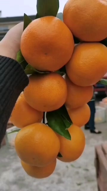 华宁县云南特早熟蜜桔产地直销，货源充足价格便宜！