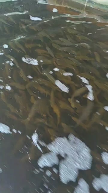重庆市鲈鱼