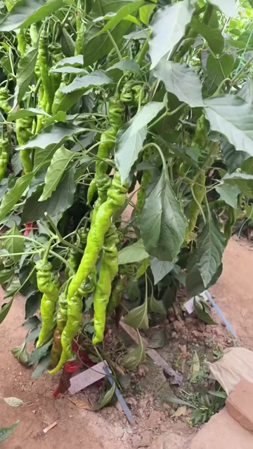 螺丝椒，全螺型，产量高，颜色漂亮，适合大面积种植