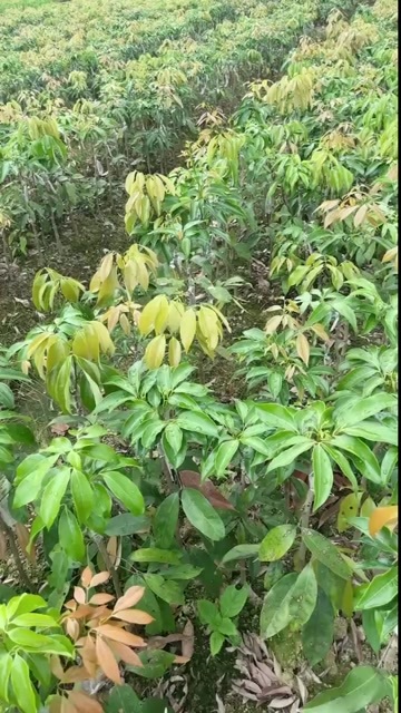灵山县白糖罂  a货