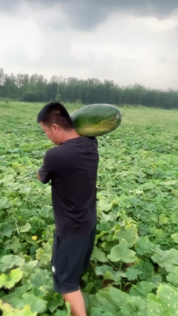 泰安现有大量黑皮冬瓜，