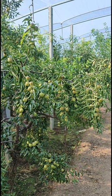无棣县冬枣上市种植基地又脆又甜1,5563075078