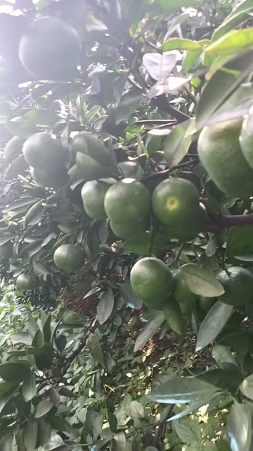 兴安县特早大芬