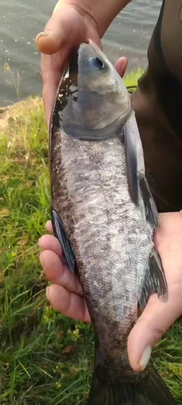 武汉大小精品花鲢大头雄鱼鲢鳙长期大量供应